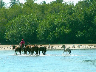 Horses crossing the lagoon at Barra de Potos&iacute;